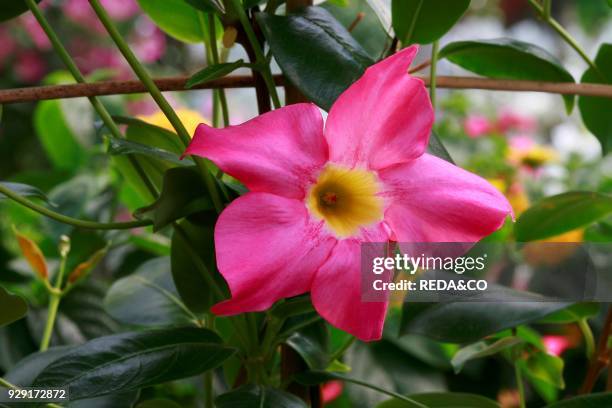 Mandevilla splendens.