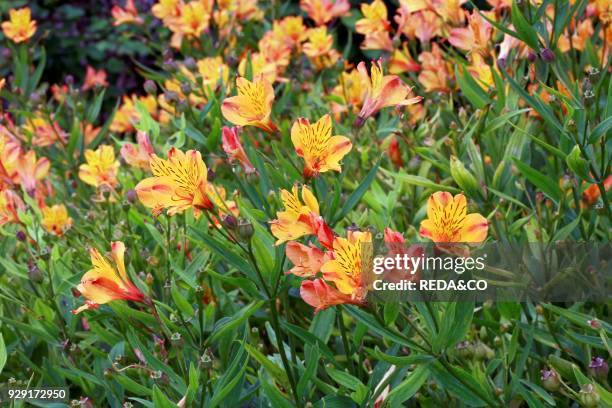 Alstroemeria "Princess Frederika". Peruvian lily.