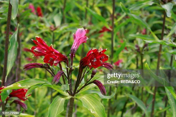 Alstroemeria brasiliensis.