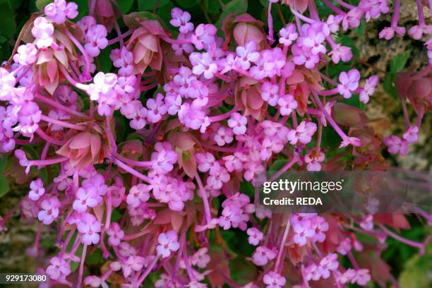 Origanum "Barbara Tingey". Ornamental oregano.