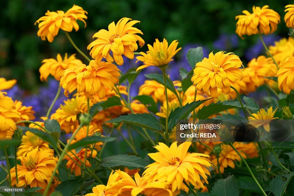 Heliopsis helianthoides "Hotspiegel". ox eye