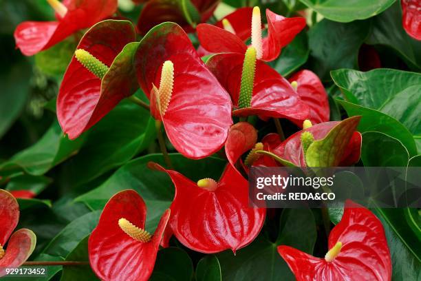 Anthurium andreanum "Red Champion". Flamingo flower.