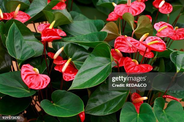 Anthurium andreanum "Nitta". Flamingo flower.