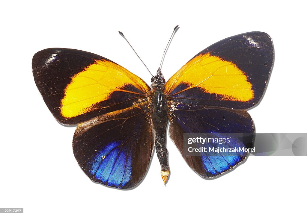 Brush-footed Butterfly of Peeru
