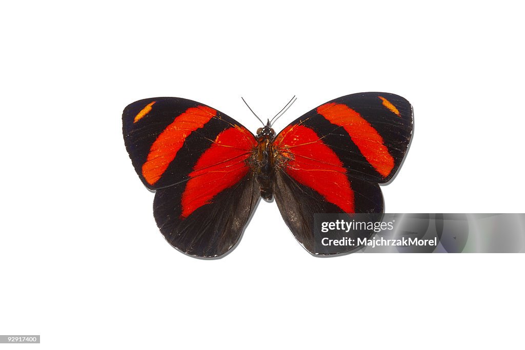 Brush-footed Butterfly of Peru