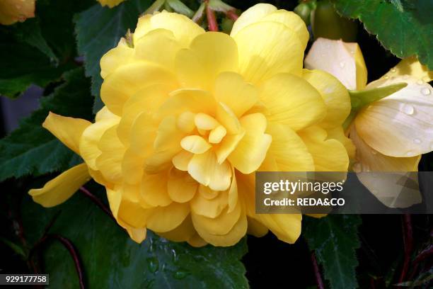 Begonia x tuberhybrida. Hybrid.