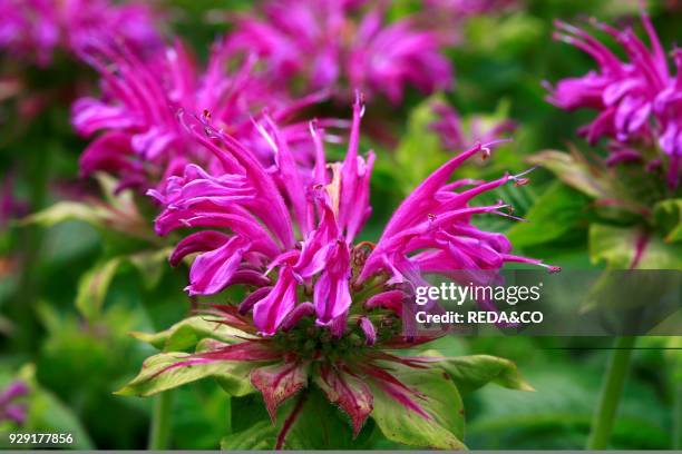 Monarda didyma "Prairie Night". Bergamot.