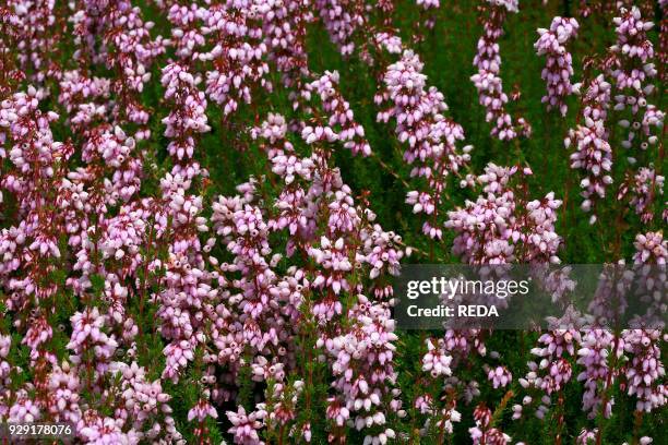 Erica cinerea "Hookstone Lavender". Heather.