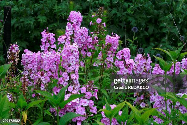 Phlox maculata "Alpha".