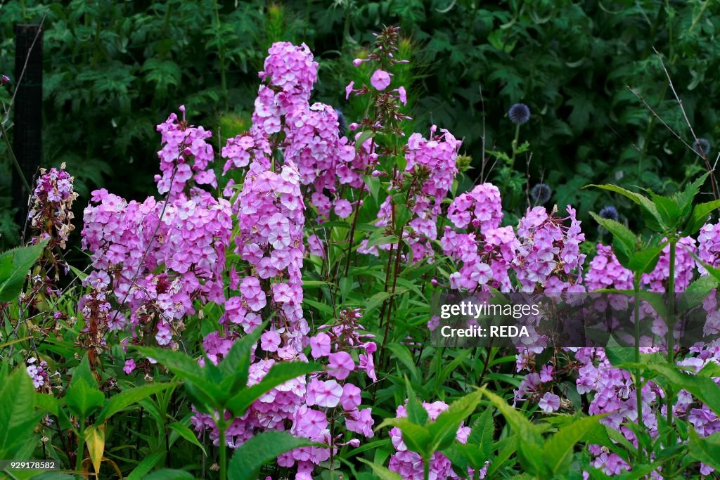 Phlox maculata "Alpha"