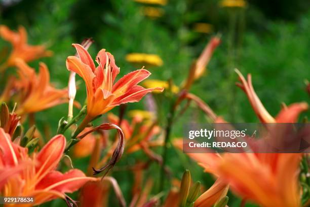 Hemerocallis fulva. Daylily.