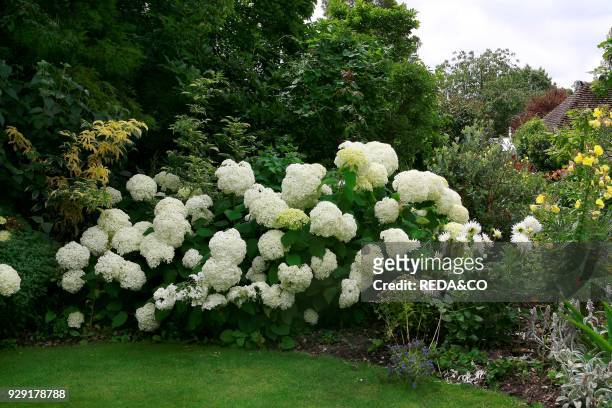 Hydrangea arborescens "Annabelle".