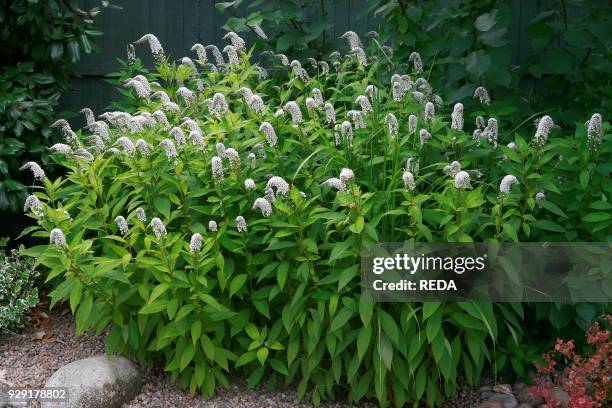 Lysimachia clethroides. Gooseneck loosestrife.