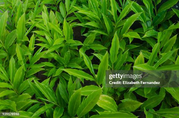 ginger plant (zingiber officinale) - ginger bush stock pictures, royalty-free photos & images