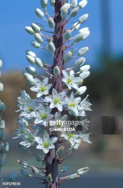Urginea Maritima. South Italy. Italy.