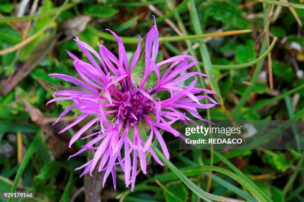 Centaurea nervosa. Knapweed.