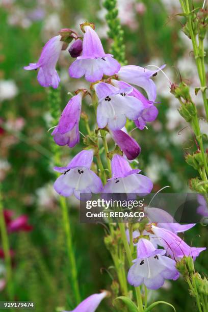 Penstemon. Hybrid.