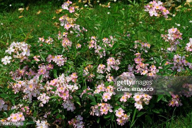 Rosa ground cover "Robe Rose". Ground cover rose.