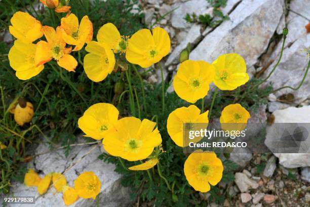 Papaver rharticum. Papavero alpino.