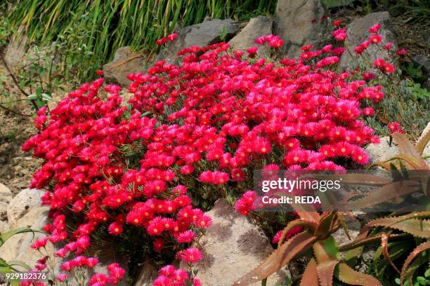 Lampranthus spectabilis. Trailing ice plant.
