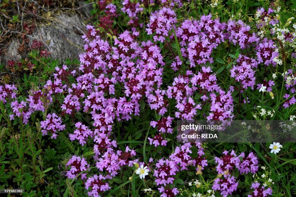 Thymus serpyllum. thyme. serpillo