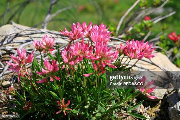 Trifolium alpinum. Clover. Trifoglio alpino.