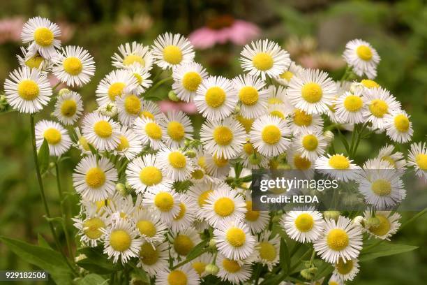 Erigeron annuus. Fleabane.