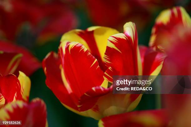 Tulipano Darwin "Banja Luka". Darwin tulips.