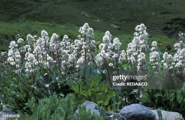 Petasites Paradoxus. Alpi. Italy.