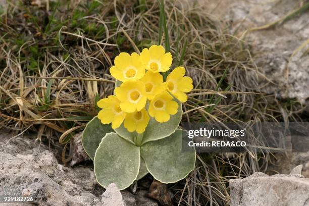 Primula auricula. Orecchio d'orso.