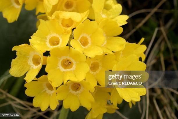 Primula auricula. Orecchio d'orso.