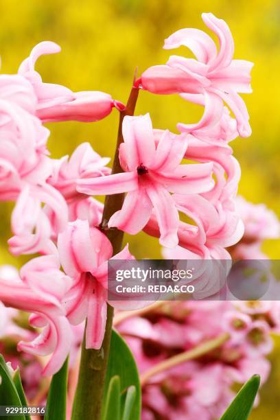 Hyacinthus orientalis "Fondant". Giacinti.