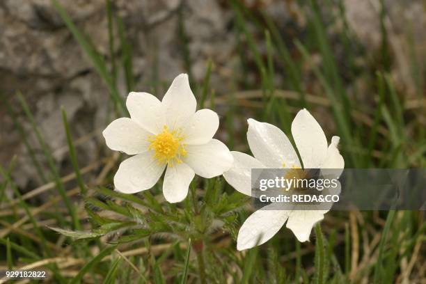 Pulsatilla alpina. Alpine pasqueflower.