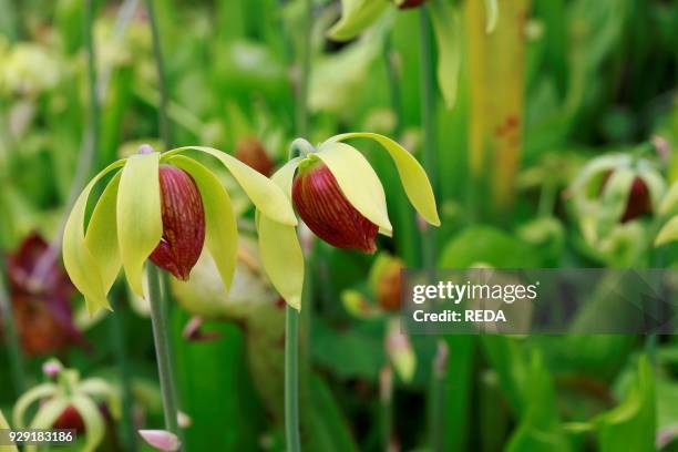 Darlingtonia californica. Pianta carnivora. Cobra plant. Flowers.
