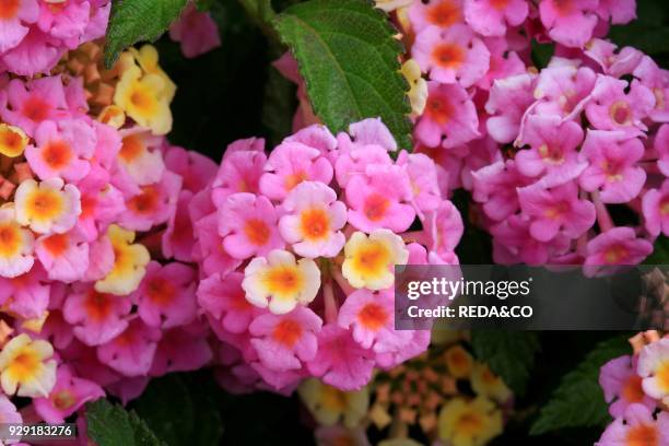 Lantana camara "Feston Rose".