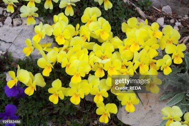 Viola Rutar 64 Viola Calcarata Stock Photos, High-Res Pictures, and Images - Getty ...