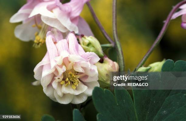 Aquilegia "Sweet Rainbow".