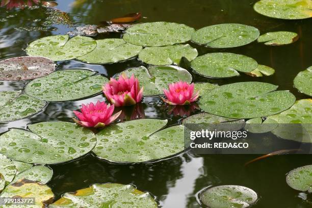 Nymphaea "Froebelii". Water lily. Ninfea.