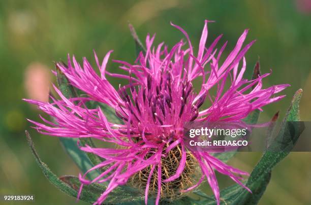 Centaurea nervosa.