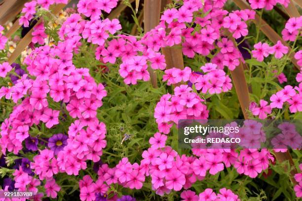 Phlox "Neon Pink".