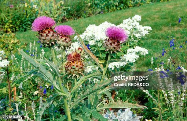 Flower of Cynara Scolymus.