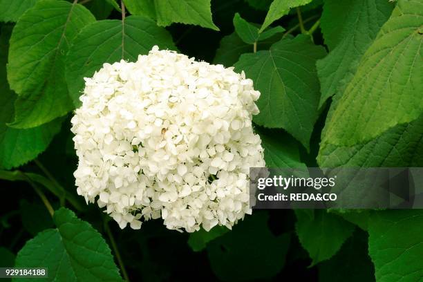 Hydrangea arborescens "Annabelle". Sevenbark. Ortensia.