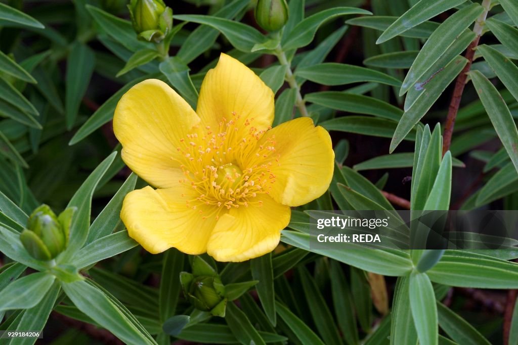 Hypericum lanceolatum. iperico
