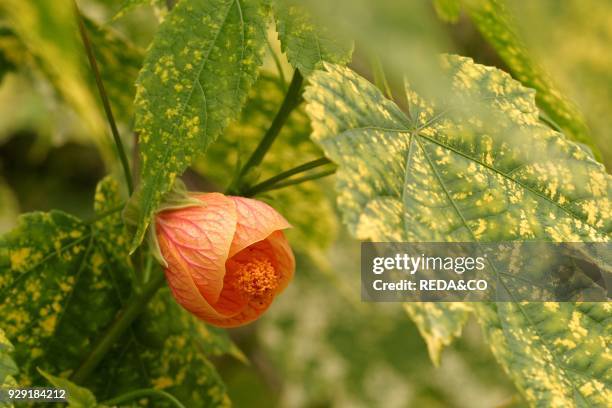Abutilon pictum "Thompsonii". Flowering maple.