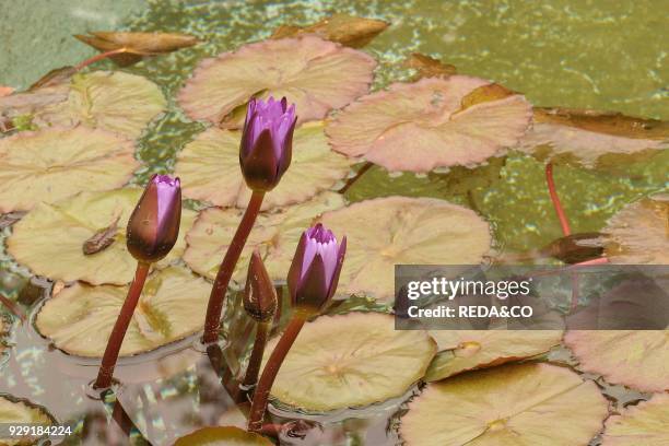 Nymphaea "Blue Beauty". Tropical water lily. Bud. Ninfea tropicale. Boccioli.