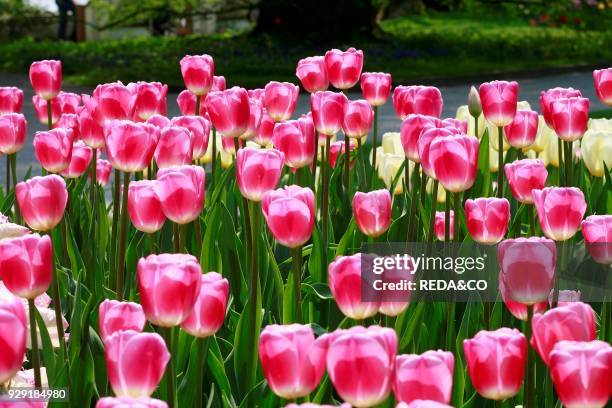 Tulipano semplice tardivo "Dreamland". Single late tulip.