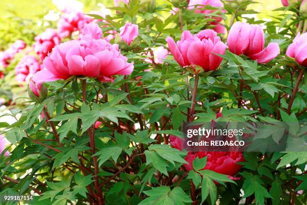 Paeonia suffruticosa "Kaow".