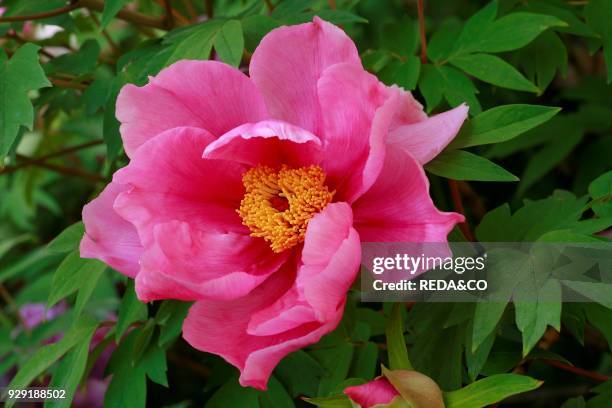 Paeonia "Mizucage".