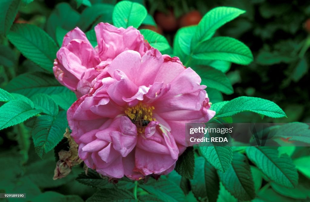 Rose Reda Paroli Galperti/REDA/Universal Images Group via Getty Images) News ...