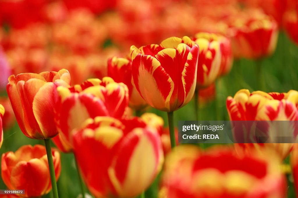 Tulipani Rembrandt. Rembrandt tulips